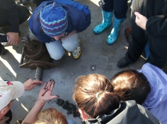 Professor Matt Bracken helps students identify some inverts living in the mud
