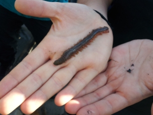 A polychaete worm we found in the mud - check out those parapodia!