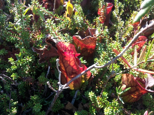 In this nutrient-poor bog, these carnivorous pitcher plants subsist by trapping insects in their "pitcher" filled with sweet nectar