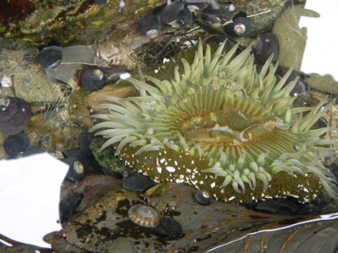 Huge anenome at Pigeon Point!