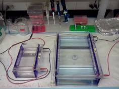 Small (left) gel rigs hold about 1/3 the number of samples of a large (right) gel rig.