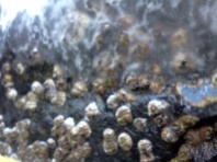 Barnacles entombed in ice