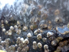 Barnacles entombed in ice