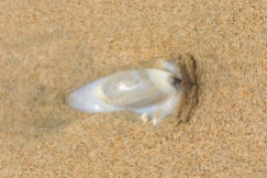 I was lucky to glimpse this snail after a wave exposed it, before it quickly burrowed back into the sand.