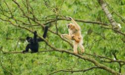 Mated Gibbons