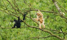 Mated Gibbons
