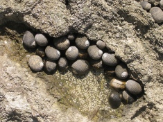 Littorine snails congregate on the scarce rocky refuges of the primarily sandy beaches of Costa Rica.