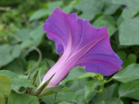 convolvulus-morning-glory-calyx-flower
