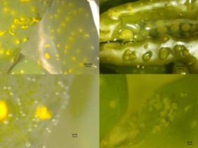 Male releasing spermatangia (left pictures) and female releasing oogonia (right pictures). Note the female receptacle (top right) has ruptured and conceptacles inside the recepatacle are visible.