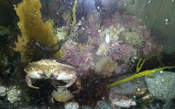 Jonah crabs and club tunicates