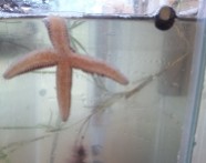 Forbes sea star and common periwinkle just chillin' in the tank
