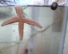 Forbes sea star and common periwinkle just chillin' in the tank