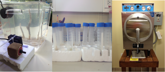 left to right: White Band disease experiment, falcon tubes with coral fragments, the omniscient autoclave