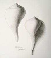 The whelk Busycon spiratum - graphite