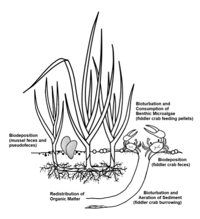 Ecological relationships between marsh cordgrass, mussels, and fiddler crabs. Published in Hughes et al. 2013.