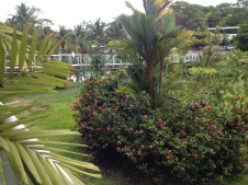 Morning in Bocas