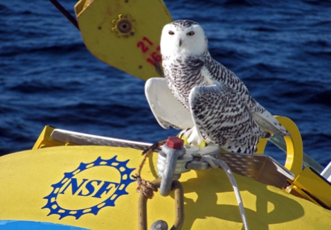 An owl helps with oceanographic research! Photo by John Lund, Woods Hole Oceanographic Institute