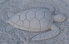 Green sea turtle – not actually an illustration, this is a sand sculpture I made on a beach (one of my more bizarre artistic hobbies)