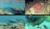 Top left: whitetip reef shark (Triaenodon obesus) Top right: crown-of-thorns starfish (Acanthaster planci) Bottom left: Moorish idol (Zanclus cornutus) Bottom right: goliath grouper (Epinephelus quinquefasciatus)