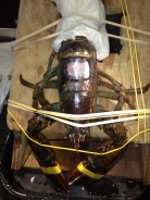 A clear, penetrable membrane seals the body cavity of the lobster, but still allows blood to be taken as needed.