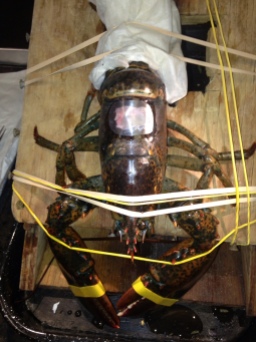 A clear, penetrable membrane seals the body cavity of the lobster, but still allows blood to be taken as needed.