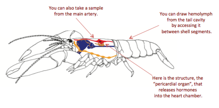 Basic diagram of the neurosecretory system of the American lobster, Homarus americanus. Edited from Skiebe 2001.